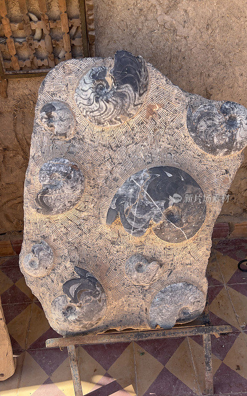 IMG_4885⁨化石，Bni M Hamed Sijelma⁩，⁨摩洛哥
